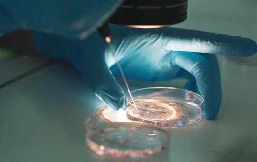 冻胚三级七细胞胚胎移植成功率高吗？